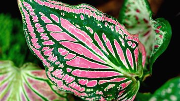 5 szobanövény, amely szépséges, színes leveleivel díszít