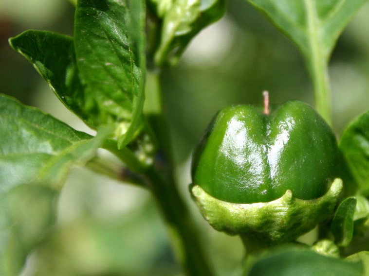 Lepotyog a pici paprika! Vajon mi okozhatja?