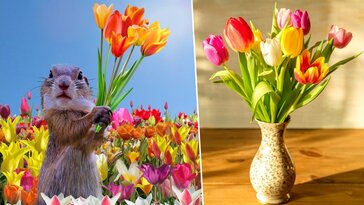 Hogyan marad tartós a színpompás tulipáncsokor a vázában?