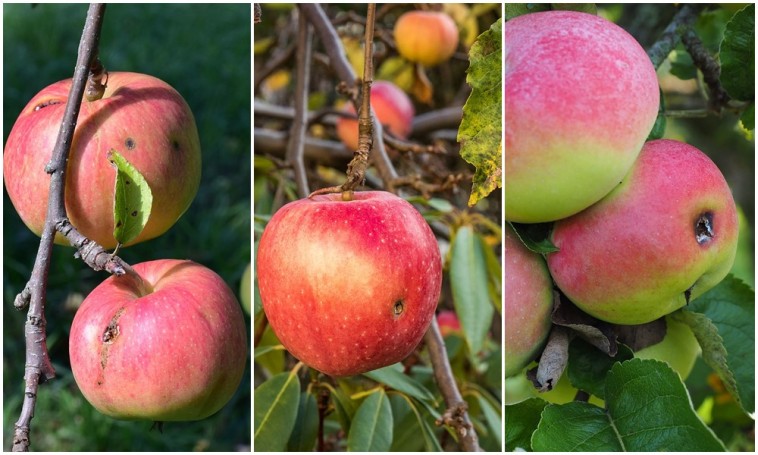 Találd meg a rovart, mielőtt ő megtalálja az almád