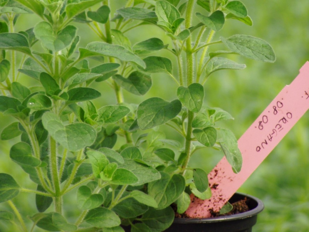 Három fontos tipp a sikeres beltéri fűszernövény-termesztéshez