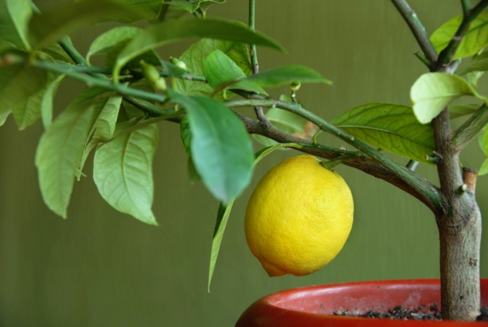 Ne várd meg, míg lehullik a citrom a fáról