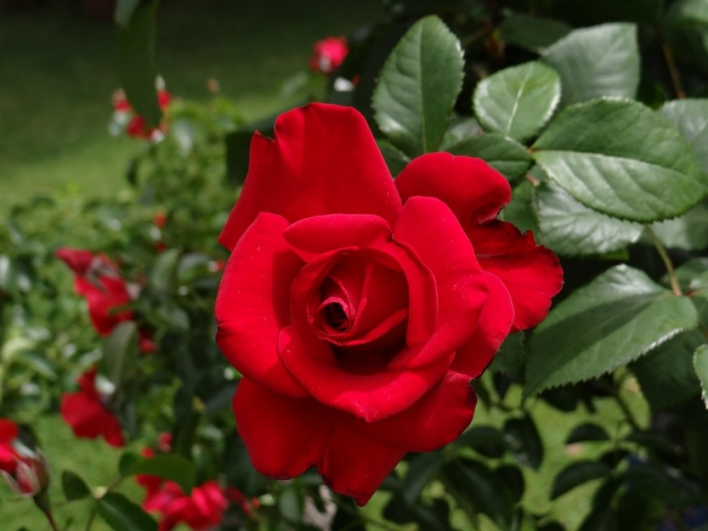 Hogyan neveljünk a kertben rózsát?