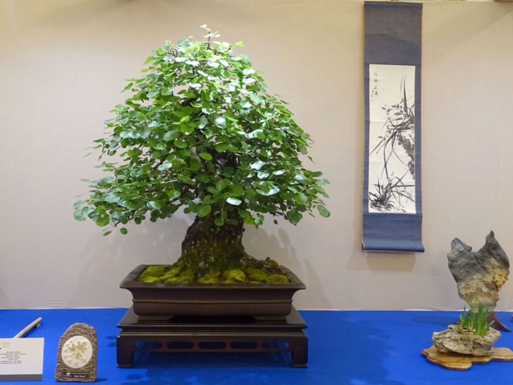 Ilyen volt a bonsai kiállítás Székesfehérváron