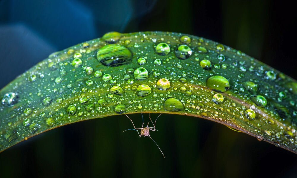 Mit tegyünk, ha nem szeretnénk szúnyoglárvákat tenyészteni az esővízgyűjtőben? Tippek Olvasóinktól!