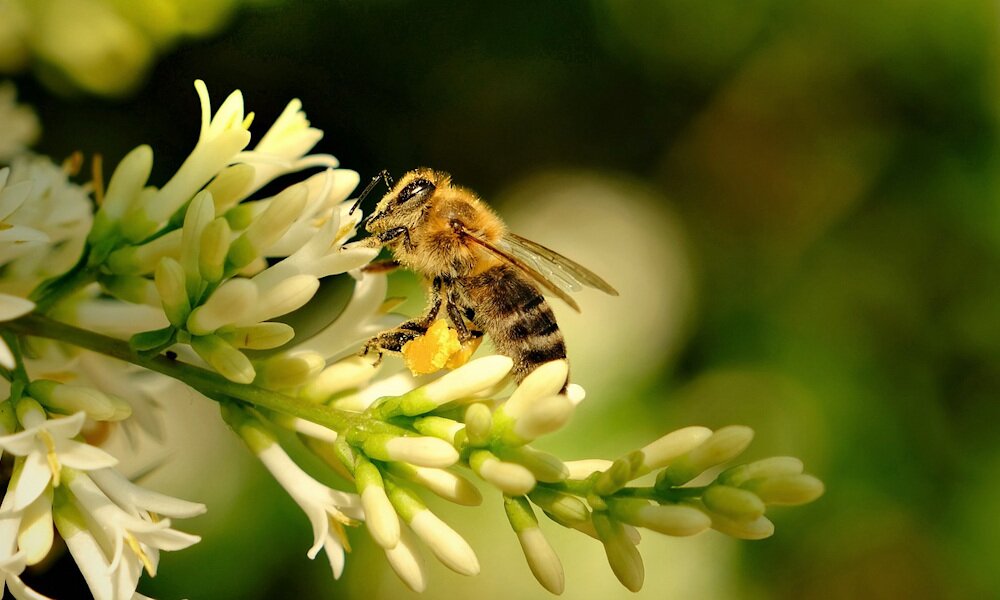Döntött az Európai Unió Bírósága: beszüntetik a trükközést a méhgyilkos vegyszerekkel