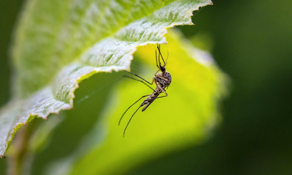 Olvasóink biztos tippjei a kerti szúnyoginvázió ellen