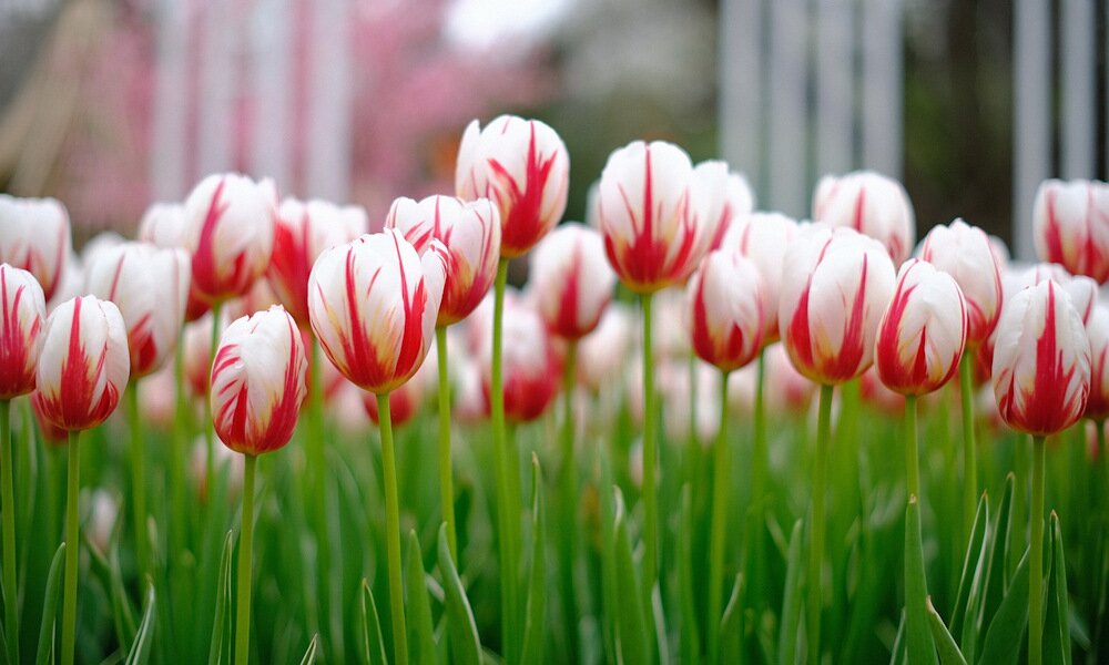 7 tulipán turbózó tipp tavaszra