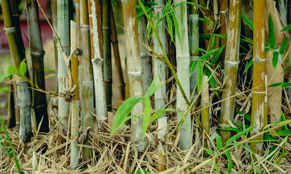 Nem mindegyik bambusz terjed, avagy nem mindegy, hogy melyiket ültetjük a kertbe?