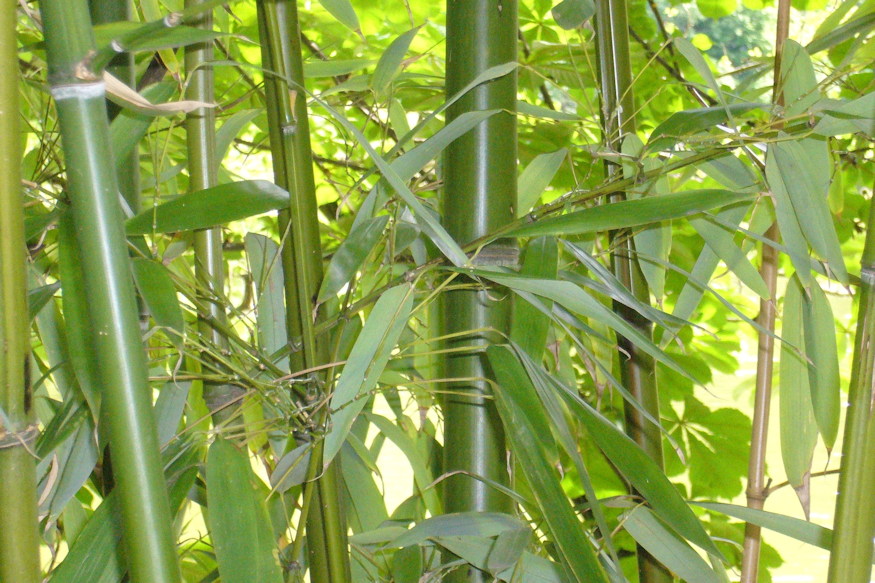 nem mindegyik bambusz terjed 03