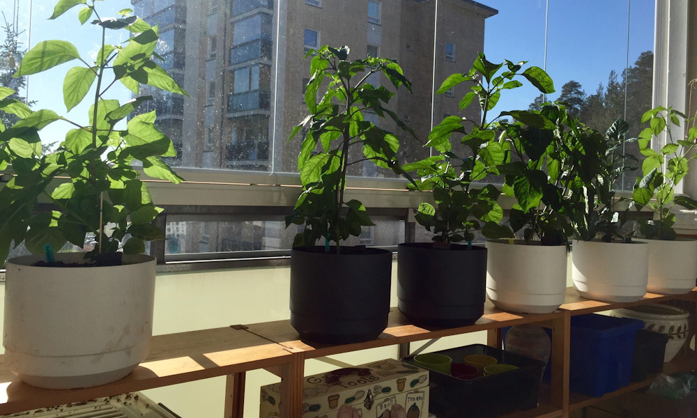 Hogyan locsoljuk nyáron az erkélyen lévő cserepes növényeinket?
