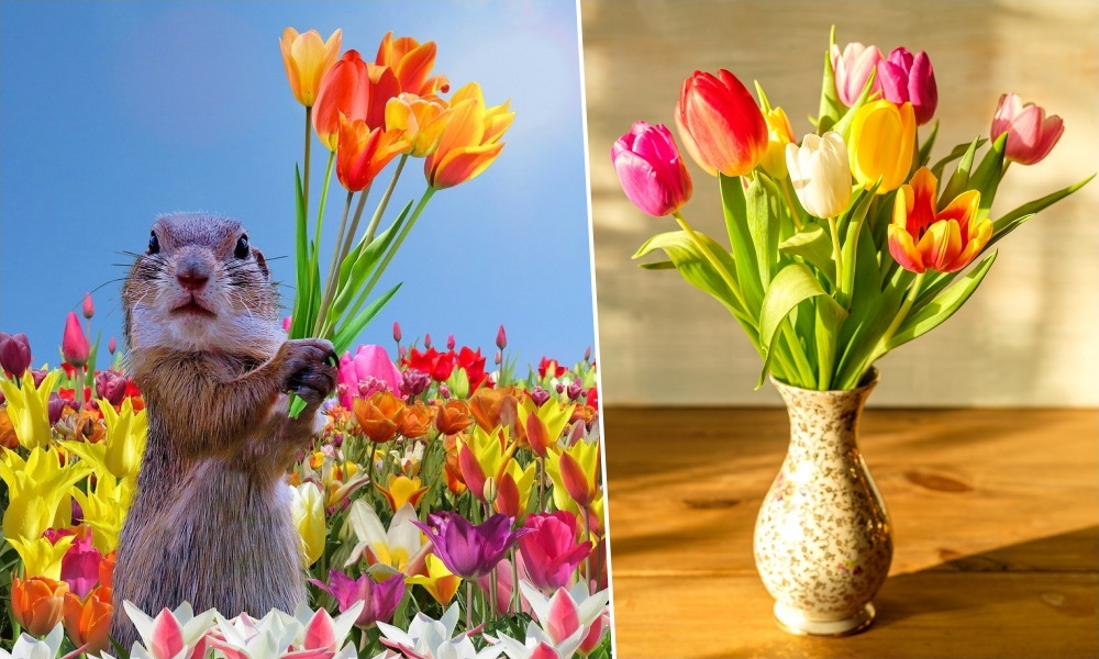 Hogyan marad tartós a színpompás tulipáncsokor a vázában?
