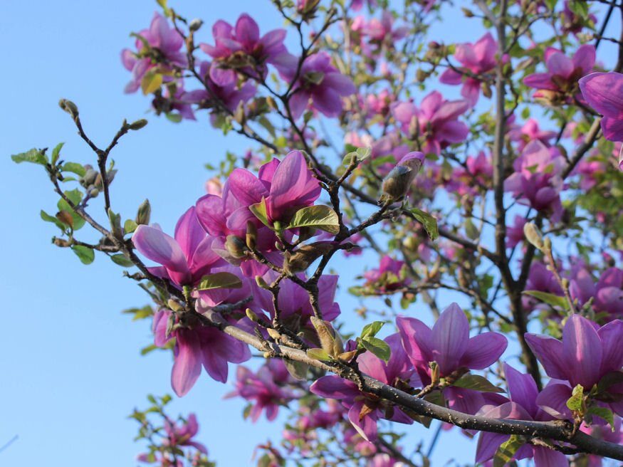 magnoliaviragzas aug 02