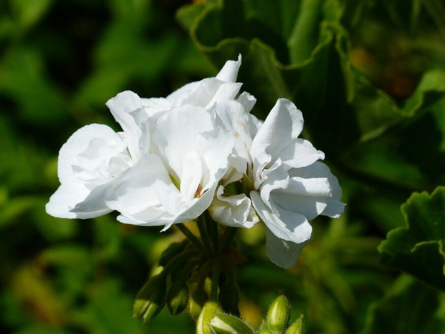 Fehér virágú