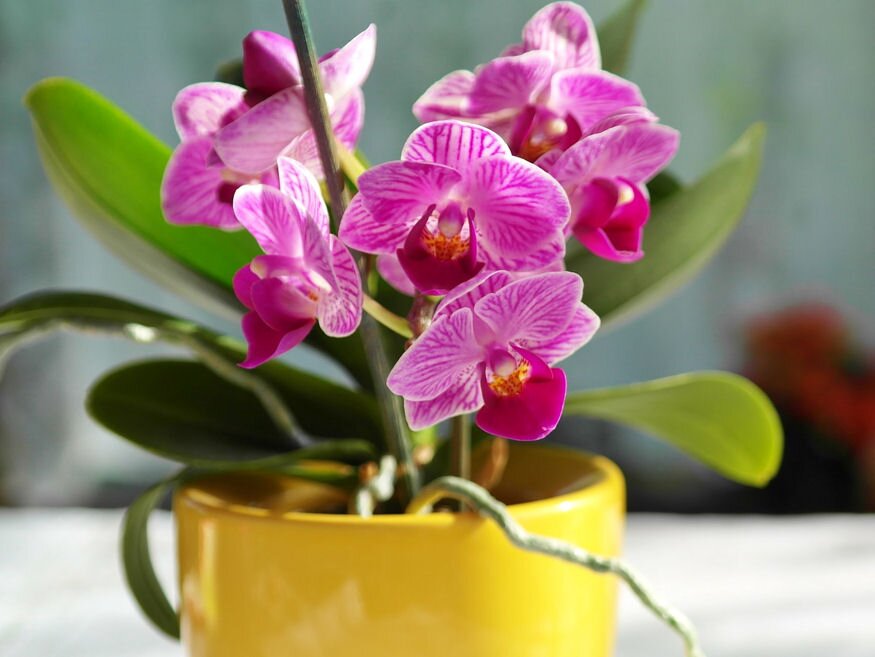 orchidea atultetese 01