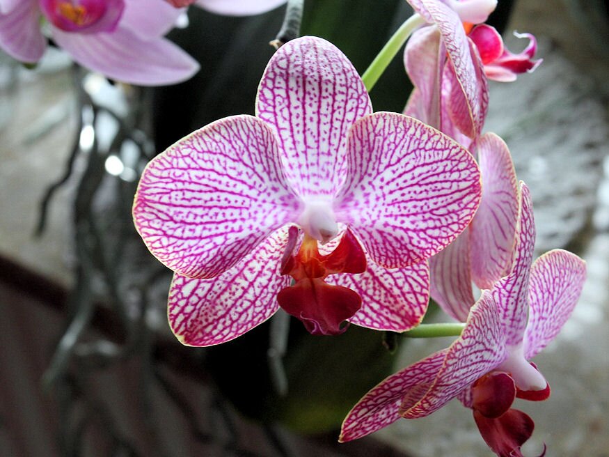 orchidea atultetese 04