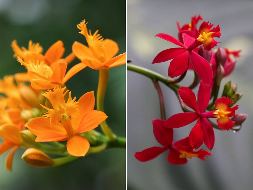 Orchideacsoda a melegebb éghajlatról: ismerd meg az Epidendrum-fajokat!