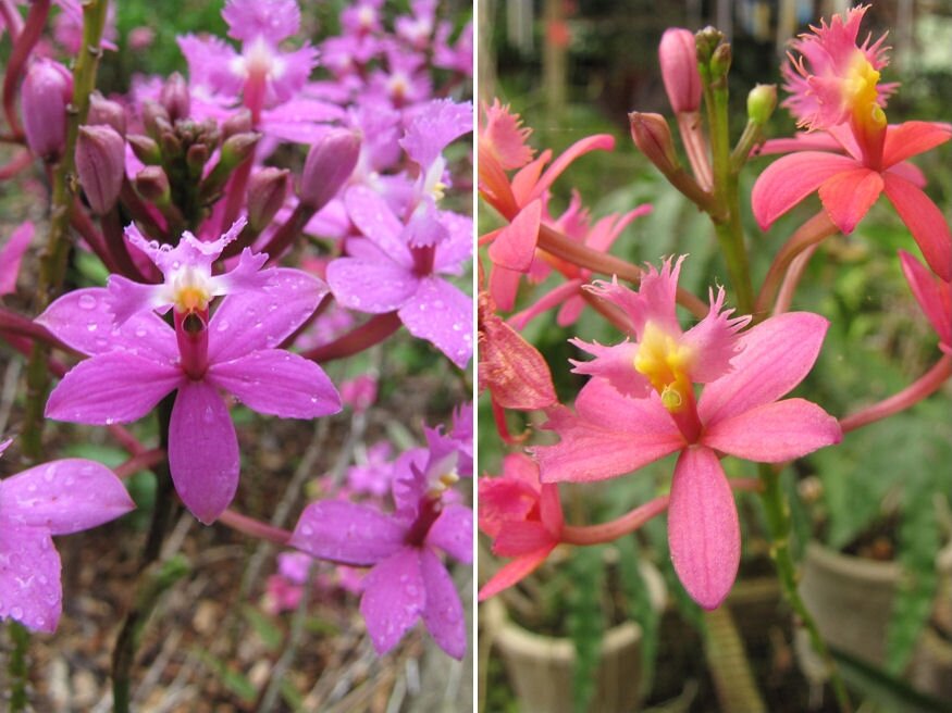 orchidea epidendrum fajok 02