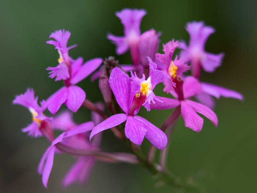 orchidea epidendrum fajok 03