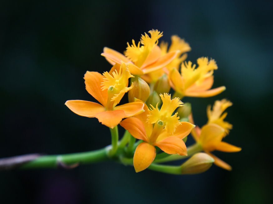 orchidea epidendrum fajok 04