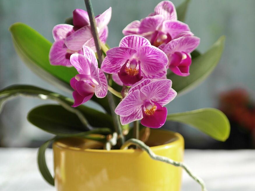 orchidea tapoldatozas 05