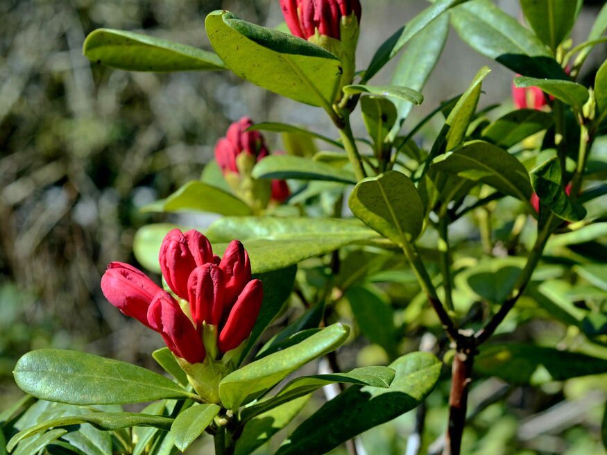 rododendron kertunk eke 02