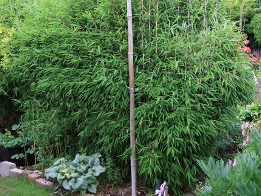 Szökőkút bambusz