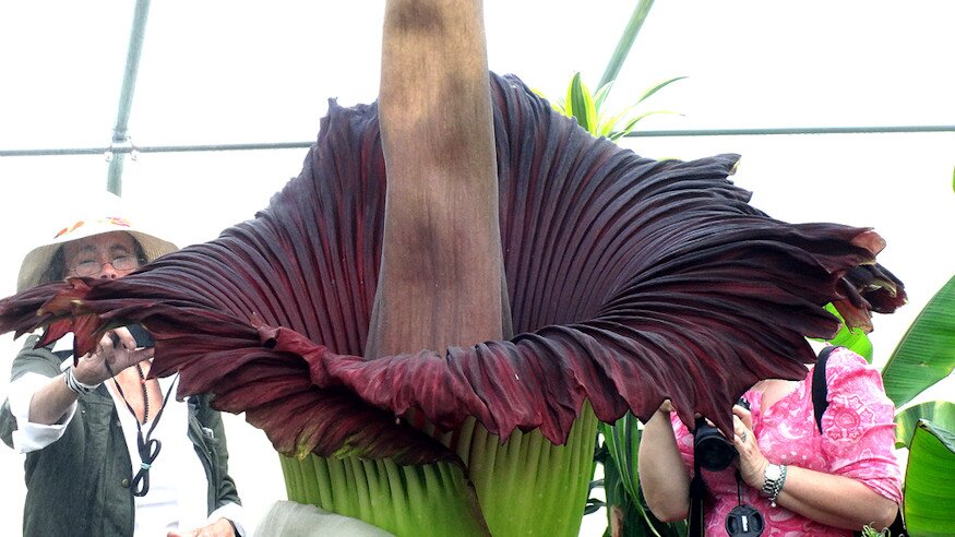 Íme a világ legnagyobb és legbüdösebb virága