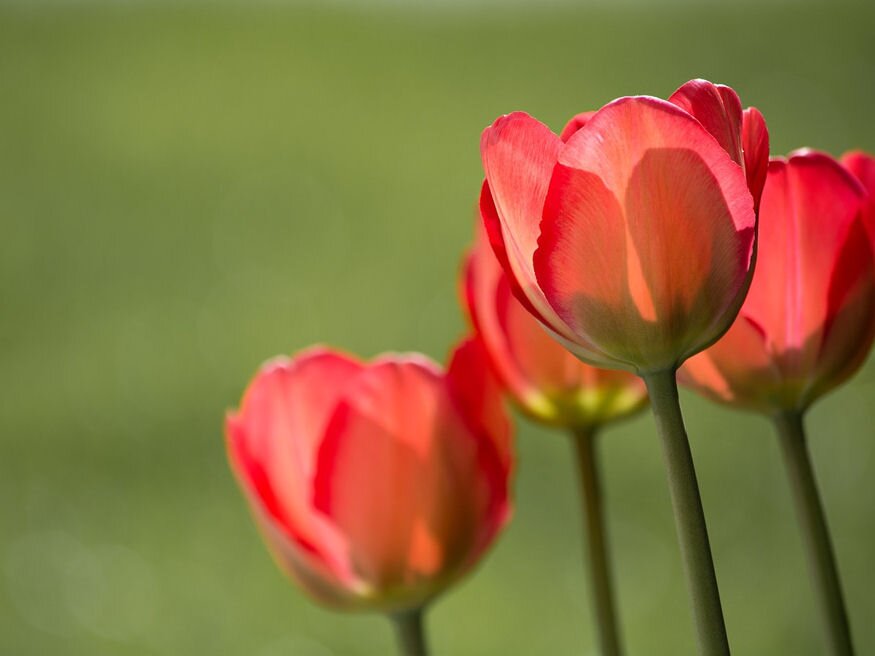 tulipanultetes 04