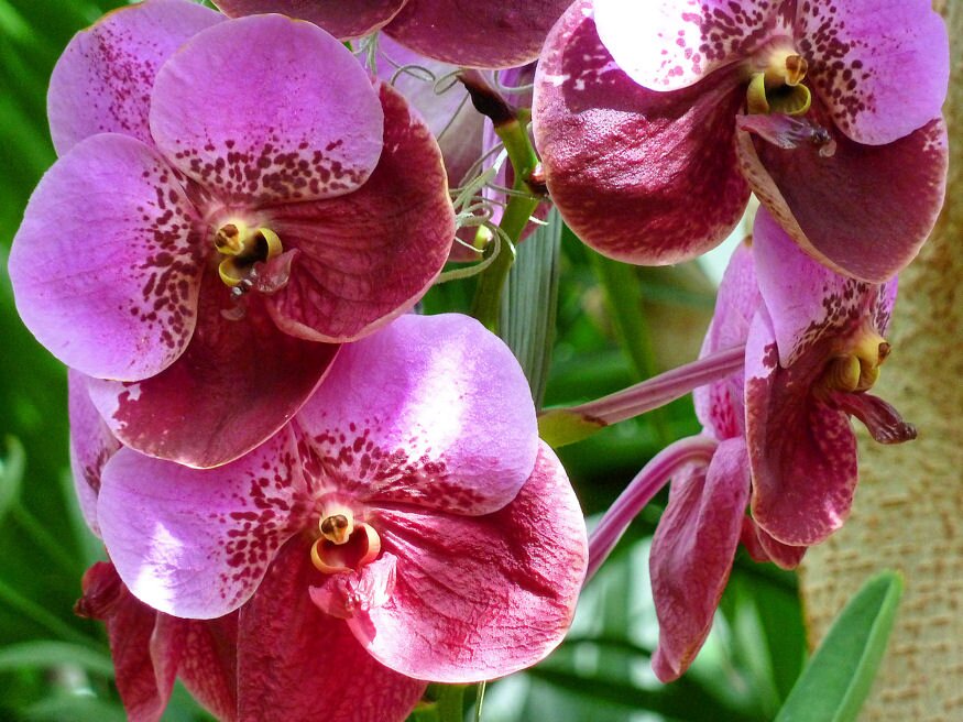 vanda orchidea 04