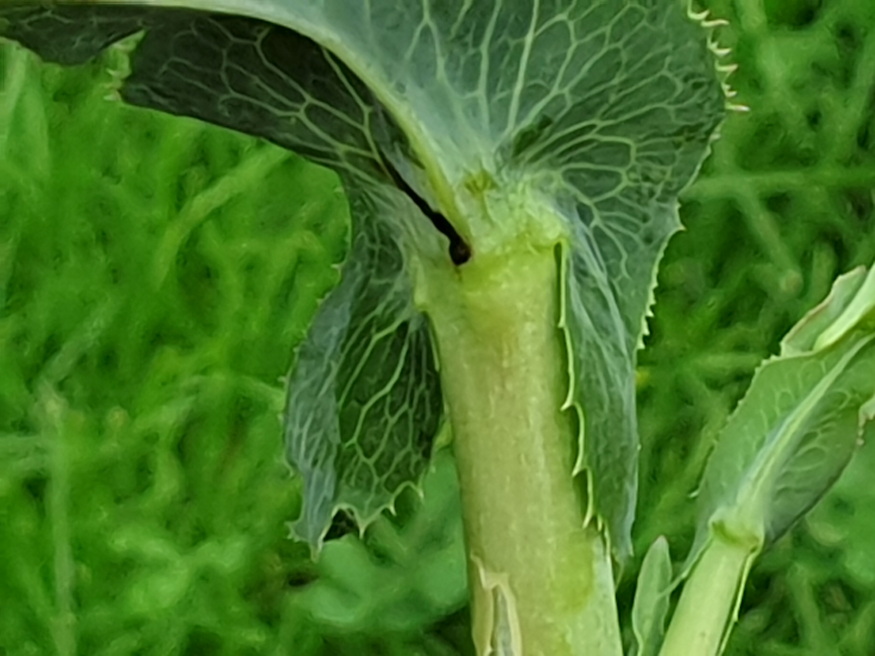 keszeg salata levelzoldseg rokona 05