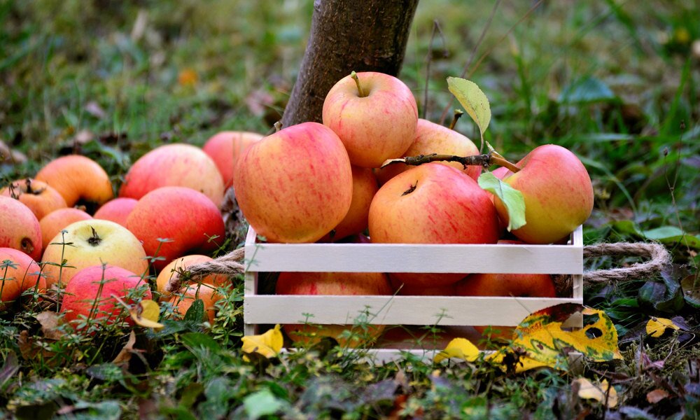 Rothadó foltok az almán: ehető még a gyümölcs vagy dobjam ki?