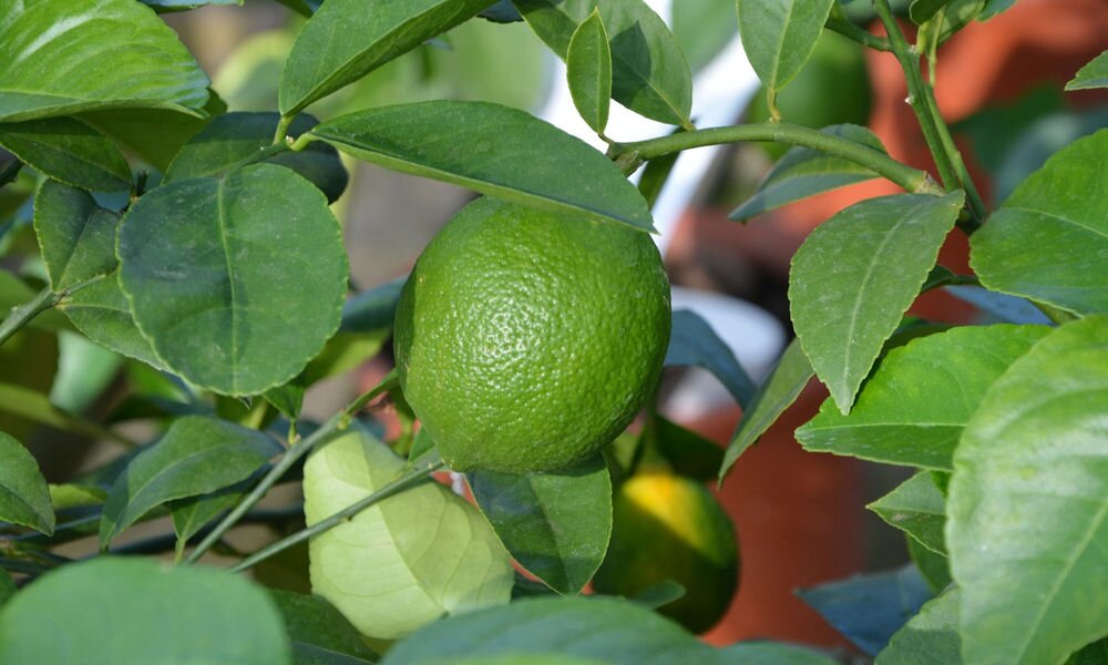 A citromfák helyes metszése: egy kicsit segítsünk a természetnek