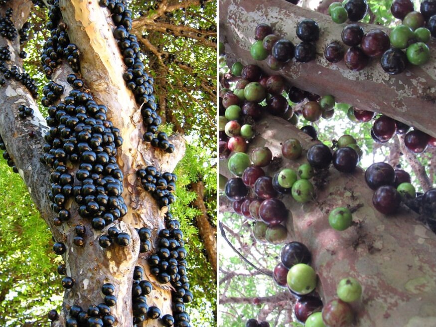 Jabuticaba: a fa, amely a törzsén érlel gyümölcsöt