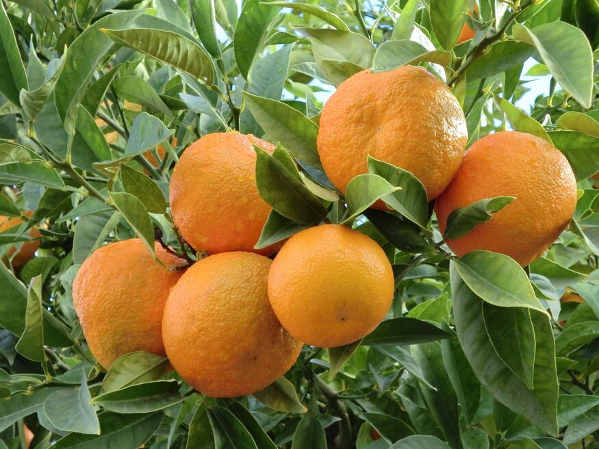 Ezért értékes téli gyümölcs a narancs