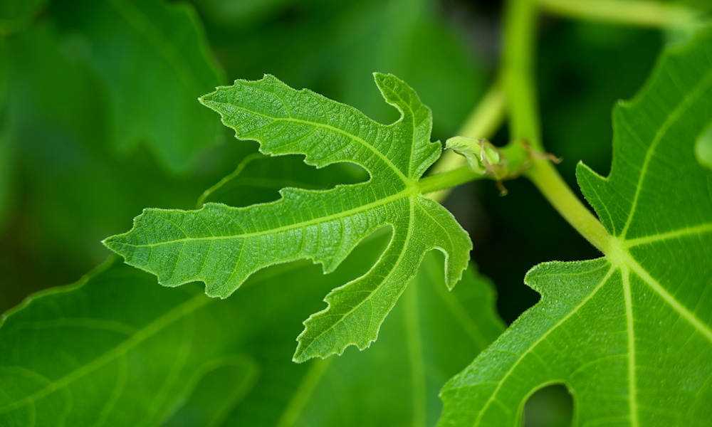 Az egészség forrása a fügefa levelében: lehetséges gyógyhatások és konyhai felhasználás