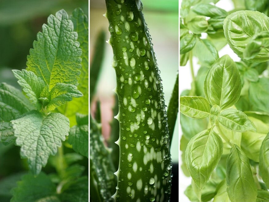 5 bent is nevelhető növény, amely gyógyít – hányat ismersz közülük?