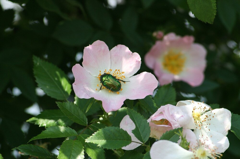 Aranyos-e a rózsabogár, avagy örüljünk-e, ha felkeresi a kertünket?