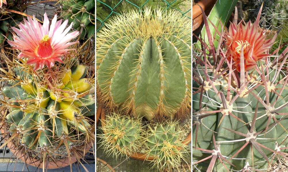 A legvadabb tövisű kaktuszok, a Ferocactus nemzetség a Füvészkertben