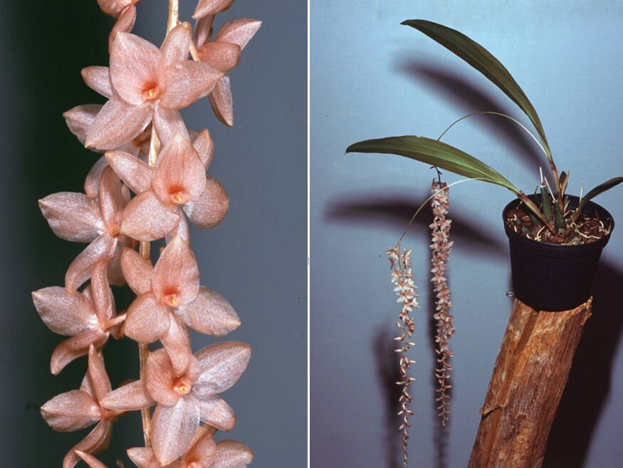 orchidea dendrochilum hampelii 02