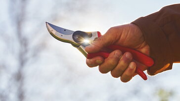 A metszőolló télen sem szeret tétlenkedni – mit vághatsz most és mit hagyj békén?