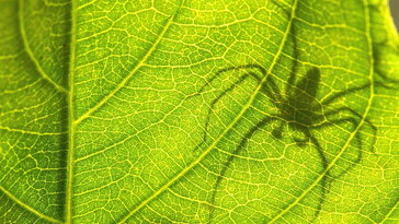 Pókok a fikuszon – barát vagy ellenség a szobanövényen megjelenő nyolclábú?