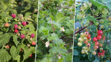 Nem lehet elrontani: 3 bogyós gyümölcs, amivel a kezdők is sikerélményt szereznek