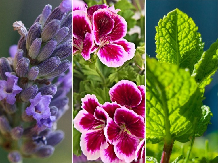5 virág, illetve fűszernövény, amely természetes szúnyogriasztóként hat