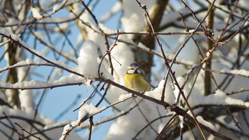 Miért lesz jobb a tavaszi indulás egy havas tél után?