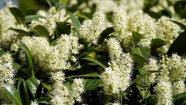 Babérmeggy – egy növény, sokféle szerep