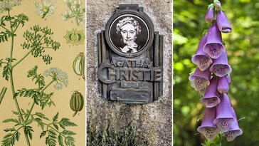 Honnan ismerte Agatha Christie a mérgező növényeket?