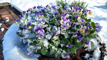 Miért olvad el a hó gyorsabban a kert egyik részén, mint a másikon?