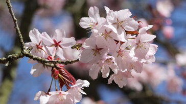 043b8506a2f1fb60fc863bb3473ac056 W364 H205 Cp