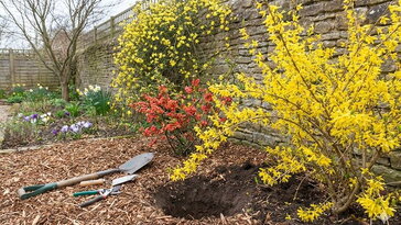 Virágzó cserjék a szezon elején – mit ültessünk a kertbe?